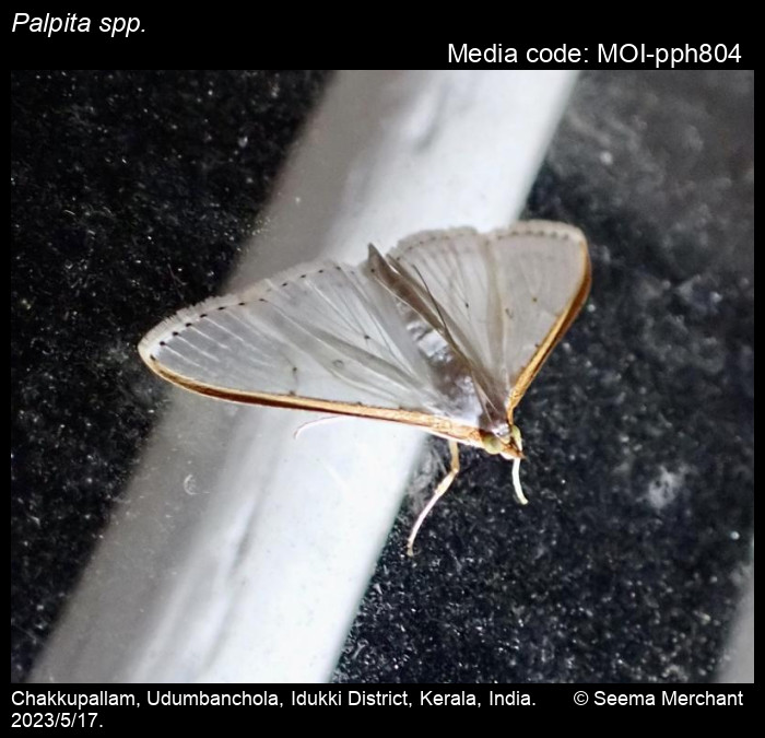 Palpita spp. Hübner, 1808 Moths